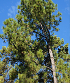 California pine