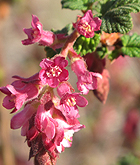 California currant