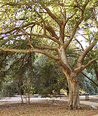 California live oak