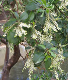 Madrone tree