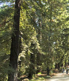 Redwood tree