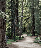 California redwood (sequoia)