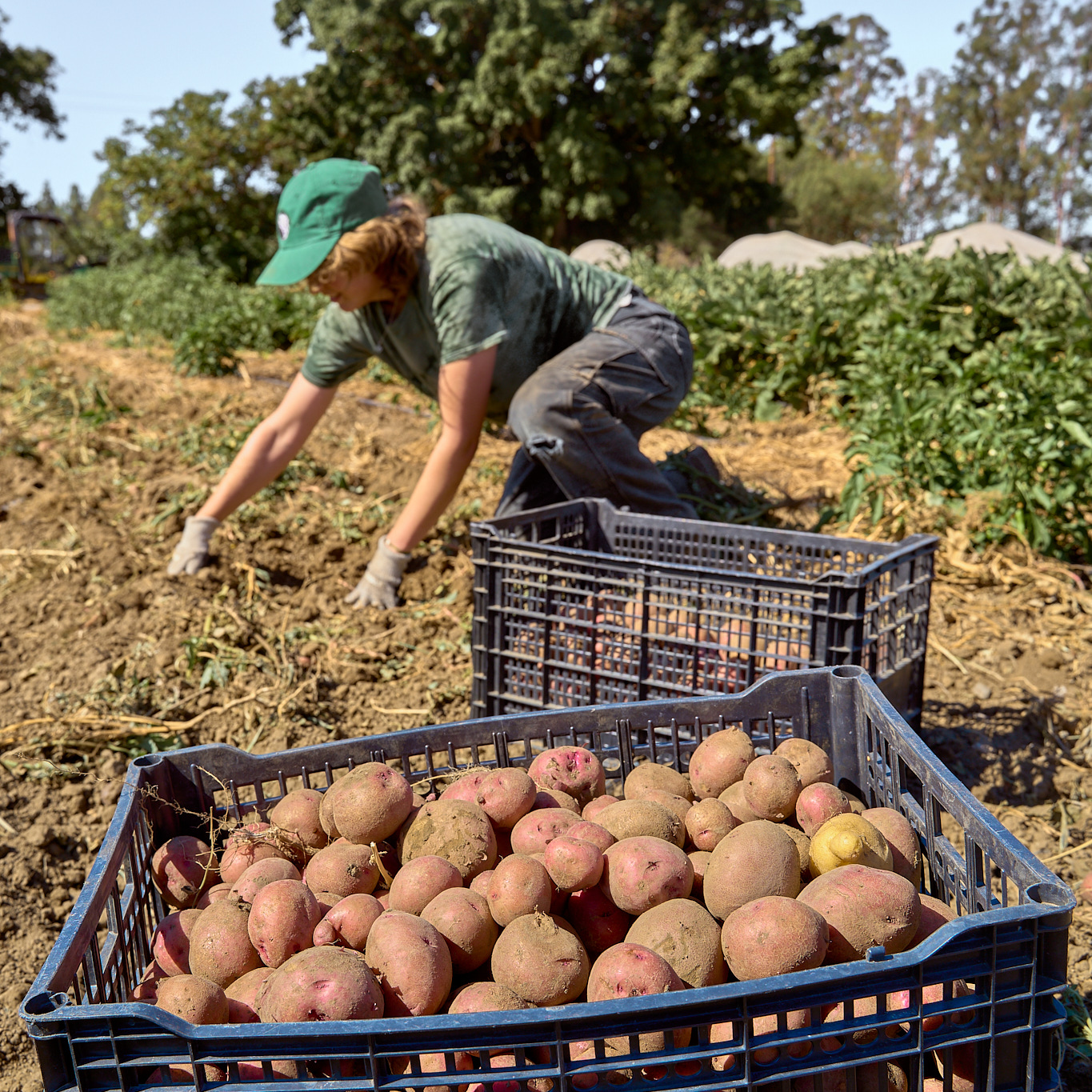 UC Davis Student Farm